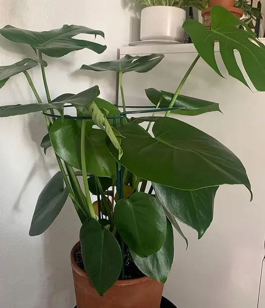 tg77641-podpora-do-roslin-2szt-kpl-liczba-sztuk-2-szt