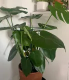 tg77641-podpora-do-roslin-2szt-kpl-liczba-sztuk-2-szt