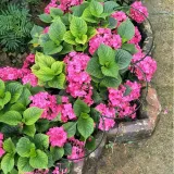 tg77641-podpora-do-roslin-2szt-kpl-material-dominujacy-metal-wysokosc-produktu-60-cm