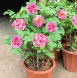 tg77641-podpora-do-roslin-2szt-kpl-material-dominujacy-metal-marka-martom