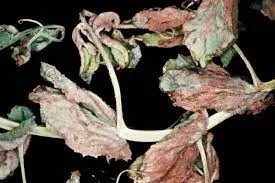 sum49-proplant-722-sl-100ml