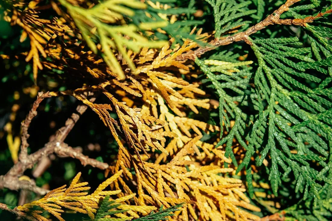 sum49-proplant-722-sl-100ml