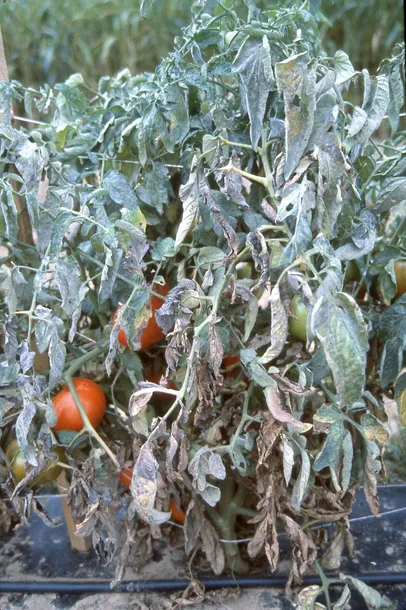 sum49-proplant-722-sl-100ml-zastosowanie-grzybobojcze