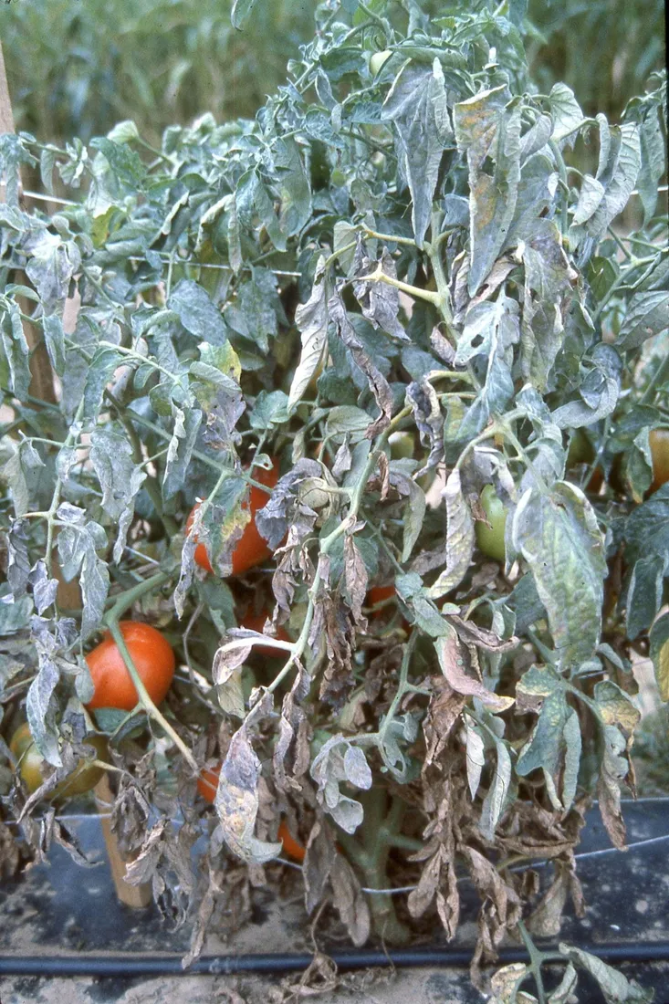 sum49-proplant-722-sl-100ml-stan-nowy