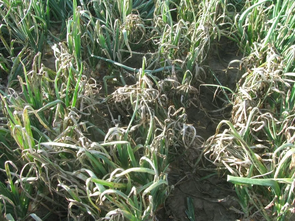 sum49-proplant-722-sl-100ml-stan-nowy