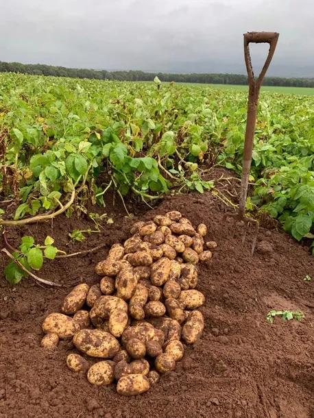 sum35-revus-250-sc-waga-0-03-kg