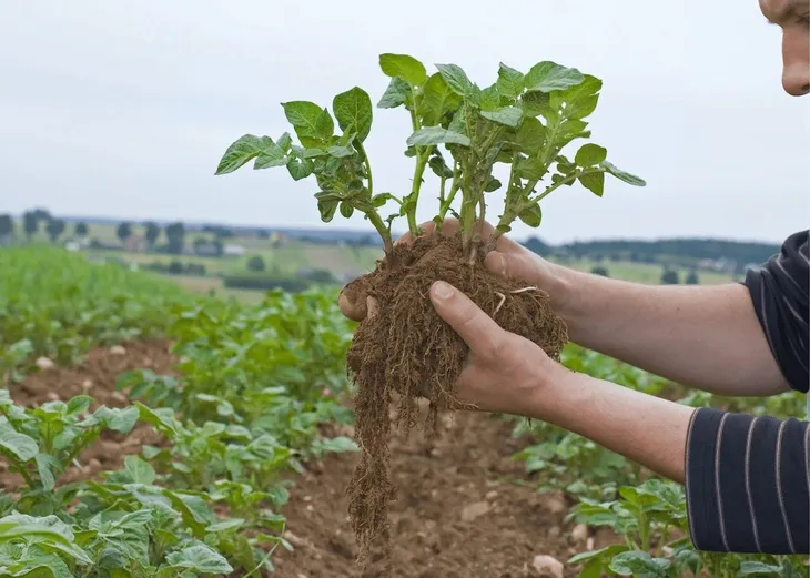 sum35-revus-250-sc-rodzaj-srodka-wieloskladnikowy