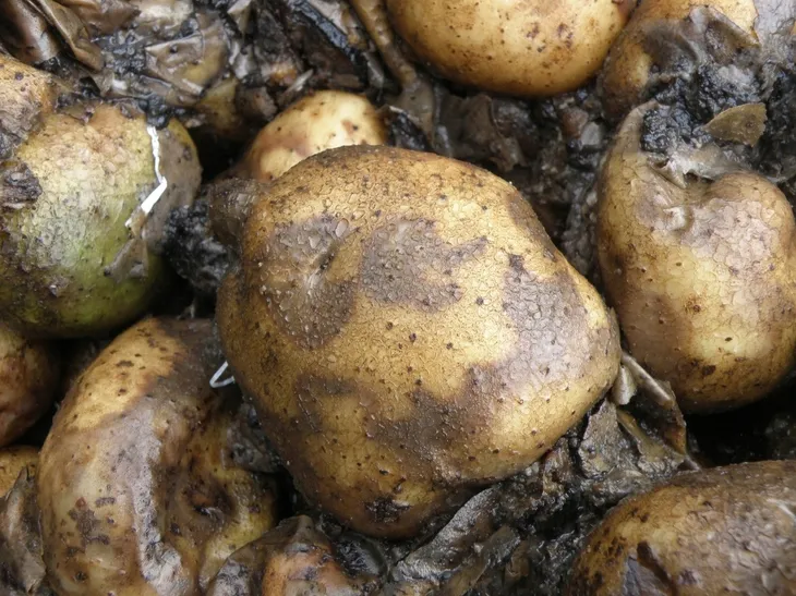 sum35-revus-250-sc-kod-producenta-sum35