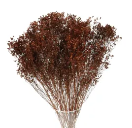 broom-bloom-brazowy-suszone-kwiaty-susz