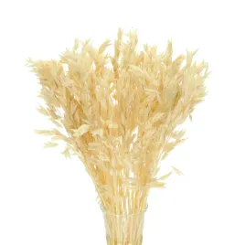 suszony-owies-bielony-zboze-suszone-50-szt