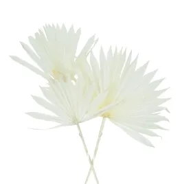 suszony-lisc-palmowy-bielony-palm-sun
