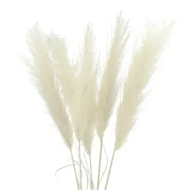 suszona-trawa-pampasowa-naturalna-115-cm