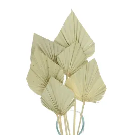 suszony-lisc-palmowy-naturalny-palm-spear