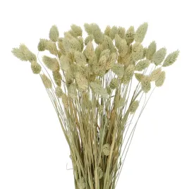 suszony-phalaris-mozga-kanar-naturalny-90-szt
