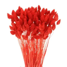 suszony-phalaris-mozga-kanar-czerwony-80-szt