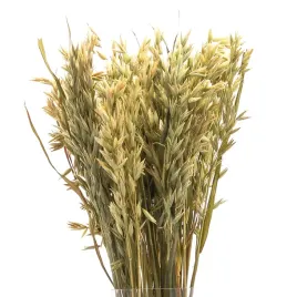 suszony-owies-naturalny-zboze-suszone-25-szt