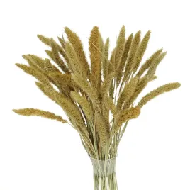 suszona-setaria-wlosnica-naturalna-trawa-ozdobna-30-szt