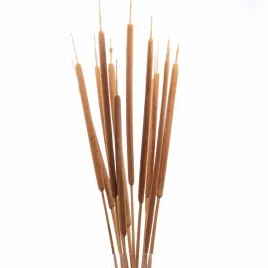 suszona-palka-wodna-duza-10-szt