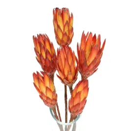 suszona-protea-suszone-kwiaty-srebrnik-suszki