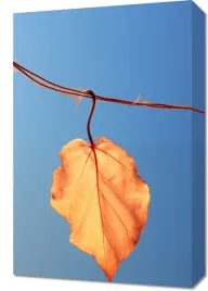 obraz-40x60cm-ostatni-lisc