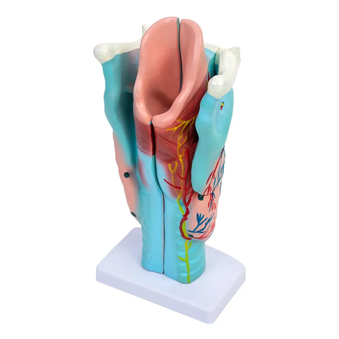 model-krtani-3d-1951-medyczny-eu