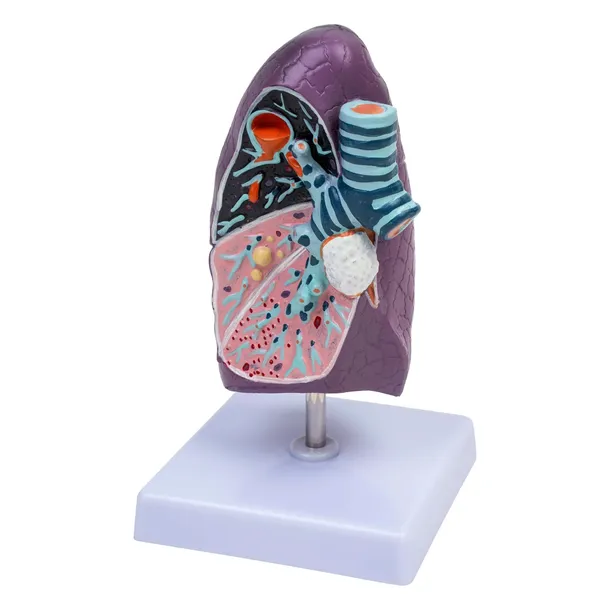 model-pluca-3d-1950-medyczny-eu
