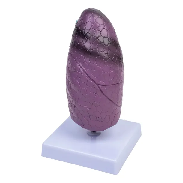model-pluca-3d-1950-medyczny-eu-waga-z-opakowaniem-0-4-kg