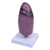 model-pluca-3d-1950-medyczny-eu-waga-z-opakowaniem-0-4-kg
