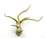 tillandsia-bulbosa-mini-5-6-cm