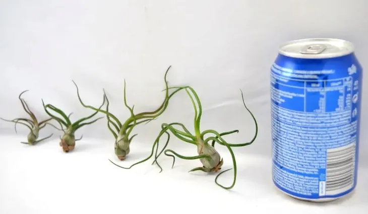 tillandsia-bulbosa-mini-5-6-cm-kod-produktu-997-rodzaj-rosliny-inny
