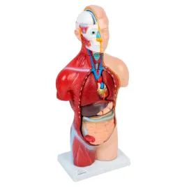 model-ciala-45-cm-3d-1817-medyczny-eu