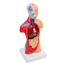model-ciala-28-cm-3d-1816-medyczny-eu