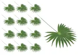 lisc-palmy-okragly-12szt