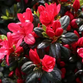 azalia-japonska-maruschka-czerwony-dywan-w-twoim-ogrodzie-sadzonka-p9