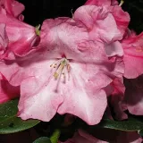 rododendron-rozanecznik-gartendirektor-glocker-rozowa-perla-ogrodu