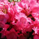 rododendron-rozanecznik-gartendirektor-glocker-rozowa-perla-ogrodu-rodzaj-rosliny-rozaneczniki-i-azalie