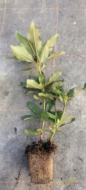 rododendron-rozanecznik-gartendirektor-glocker-rozowa-perla-ogrodu-nazwa-lacinska-rhododendron