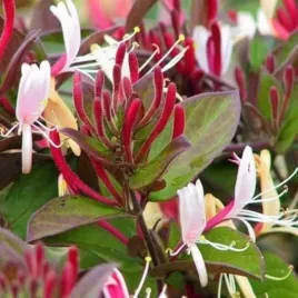 wiciokrzew-japonski-purpurea-zimozielone-pachnace-pnacze-do-ogrodu