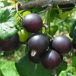 porzeczkoagrest-josta-polaczenie-idealne-bez-kolcow-do-ogrodu-sadu