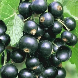 porzeczka-czarna-titania-krolowa-plonow-i-odpornosci-idealna-do-ogrodu