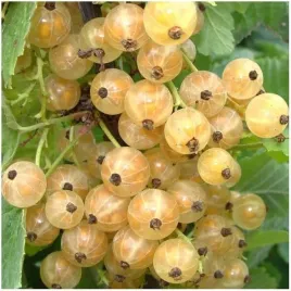 porzeczka-biala-blanca-slodka-plenna-i-deserowa-idealna-do-ogrodu