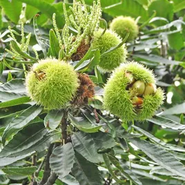 kasztan-jadalny-egzotyka-i-pyszne-owoce-w-twoim-ogrodzie-sadzonka-p9