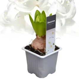 hiacynt-white-pearl-snieznobialy-elegancja-i-intensywny-zapach-bialy