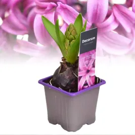 hiacynt-purple-sensation-gleboki-fiolet-i-upalny-zapach-fioletowy