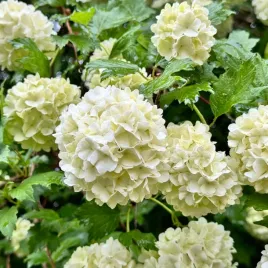 kalina-koralowa-roseum-sniezne-kule-sadzonka-w-doniczce-p9-do-ogrodu-taras