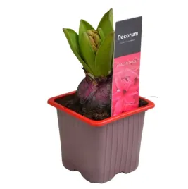 hiacynt-red-glory-intensywnie-czerwony-sadzonka-w-doniczce