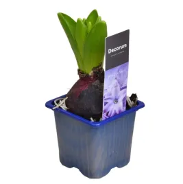 hiacynt-niebieski-orientalis-aqua-intensywnie-pachnacy-blekit-w-doniczce