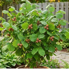 leszczyna-pospolita-na-zywoplot-orzechy-laskowe-sadzonka-w-doniczce-p9
