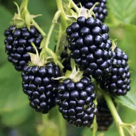 jezyna-bezkolcowa-black-satin-slodka-sadzonka-w-doniczce-p9-bardzo-plenna