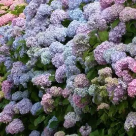 hortensja-preziosa-kameleon-rozowo-czerwona-sadzonka-w-doniczce-p9